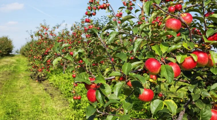 Horticulture in J&K: A significant contributor to economy of J&K